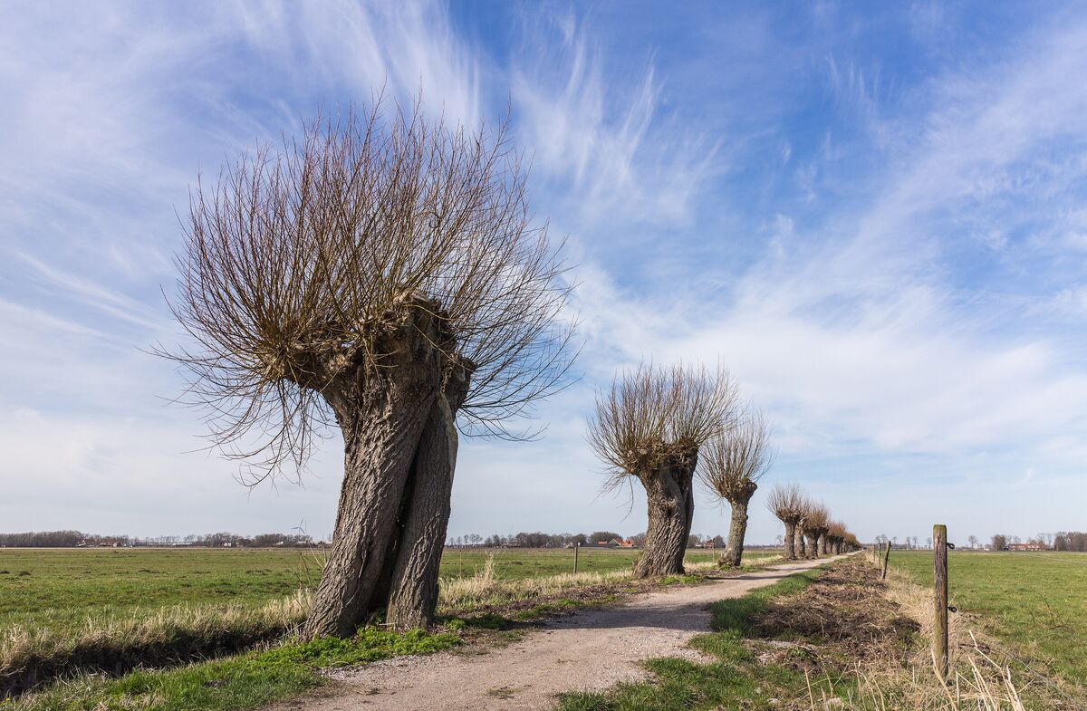 Een rij knotwilgen langs een landweg onder een blauwe lucht