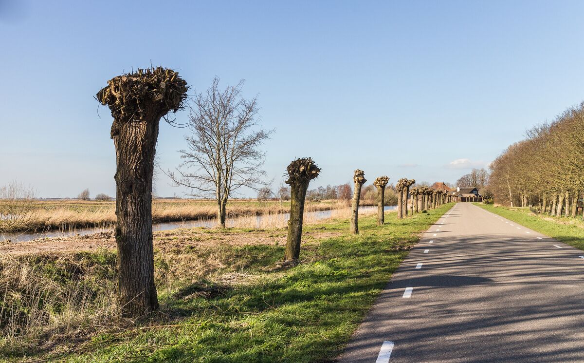 Pas geknotte wilgen in een rij langs een fietspad en een vaart